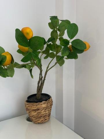 Alhaurín de la Torre Citrus Suite By Alhaurin Loft City Center מראה חיצוני תמונה